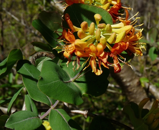 {Lonicera flava}
